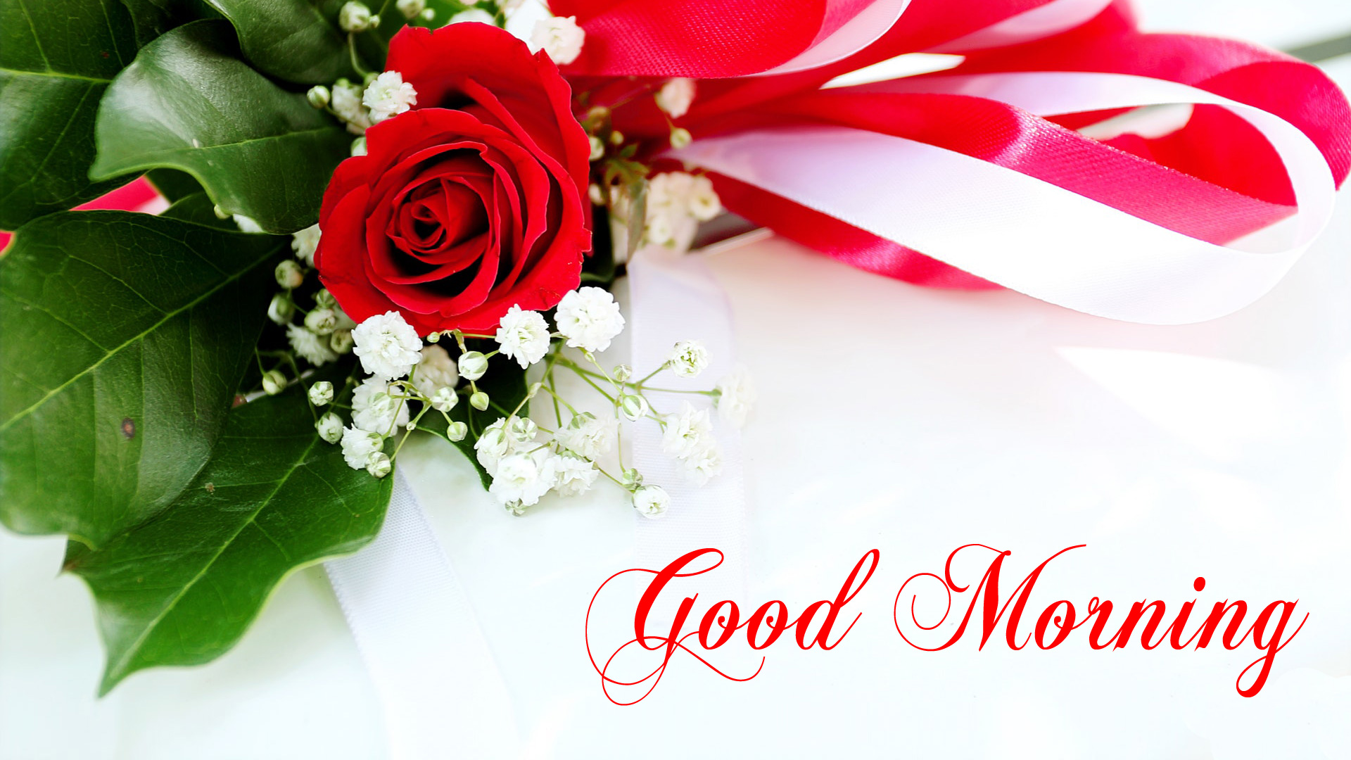 Good Morning Red Rose HD Images