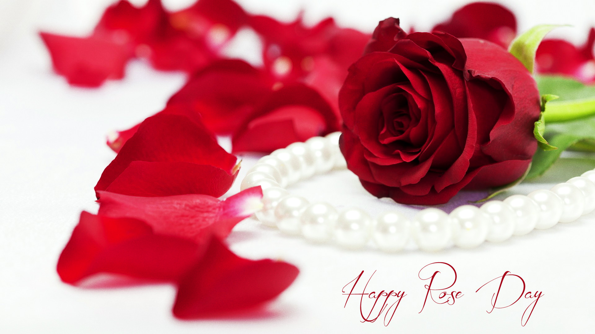 Single Rose Wallpaper for 1st day of Valentine Week