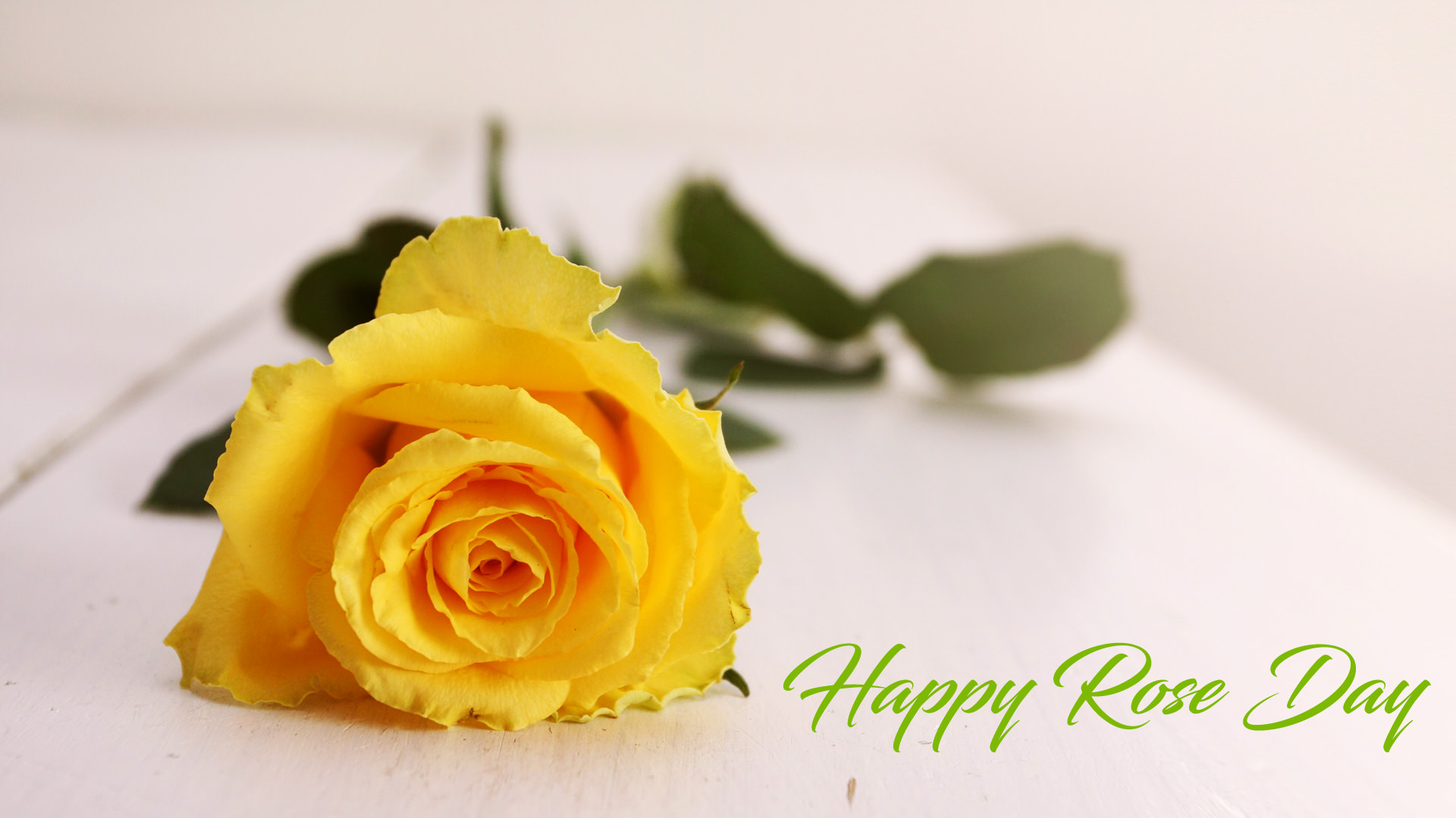 Yellow Rose Day Images for Friendship