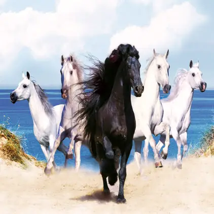 Black White Horses Photos