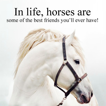 Horse Quotes Images for Whatsapp