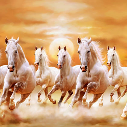 Whites Horses Images