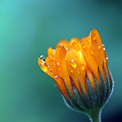 Flower Photos with Water Rain Drop