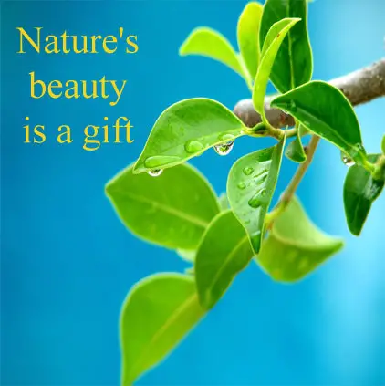 Nature Beauty Profile Pics