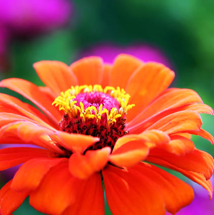 Orange Flower Images for Display Pictures