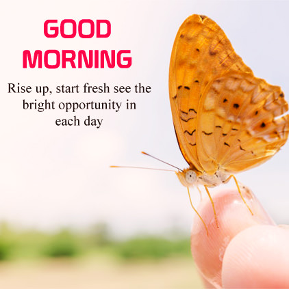 GoodMorning Butterfly Image with Quotes